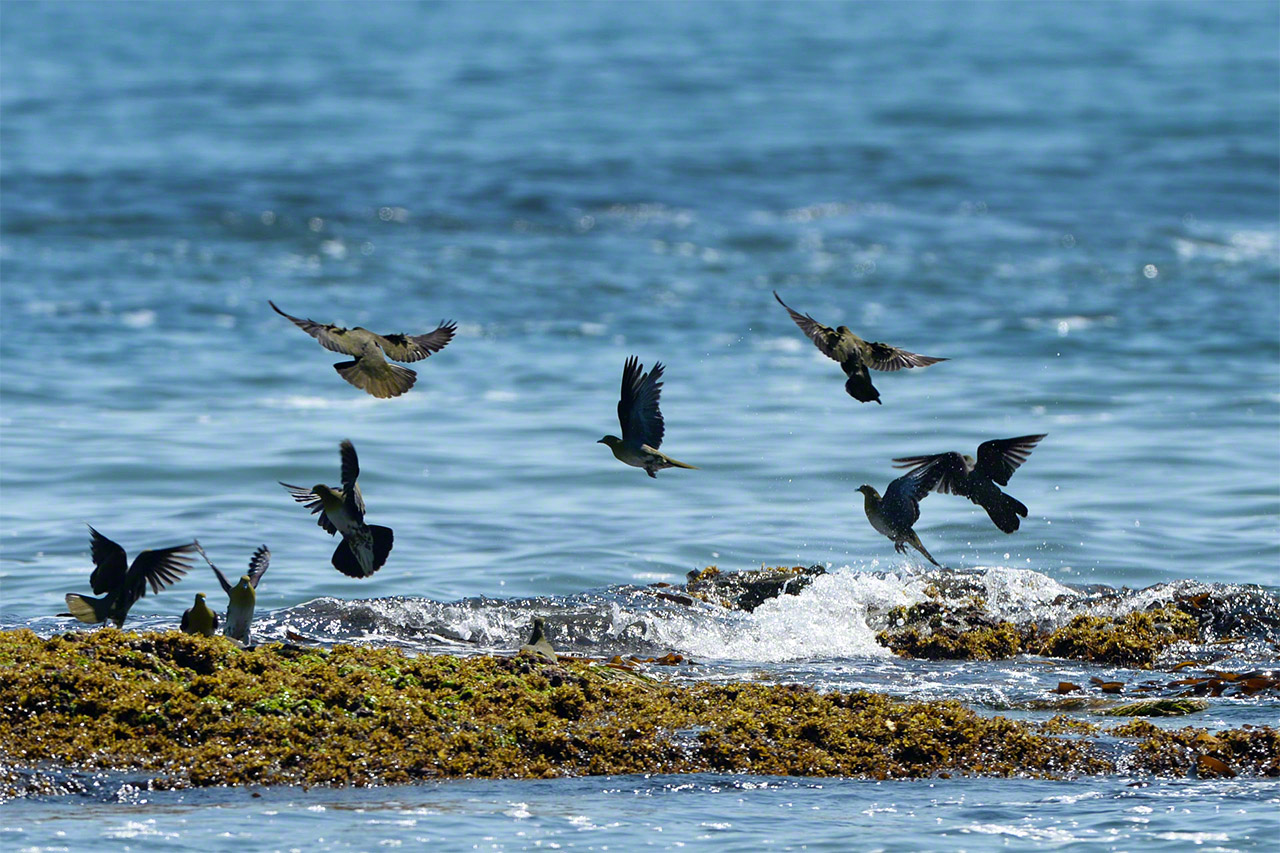 Les pigeons verts à ventre blanc, appelés aobato, ont la rare habitude de boire de l’eau de mer. Ces oiseaux migrent vers Hokkaidô pour élever leurs jeunes dans les forêts situées le long des rives de l’océan Pacifique. (© Mizukoshi Takeshi)