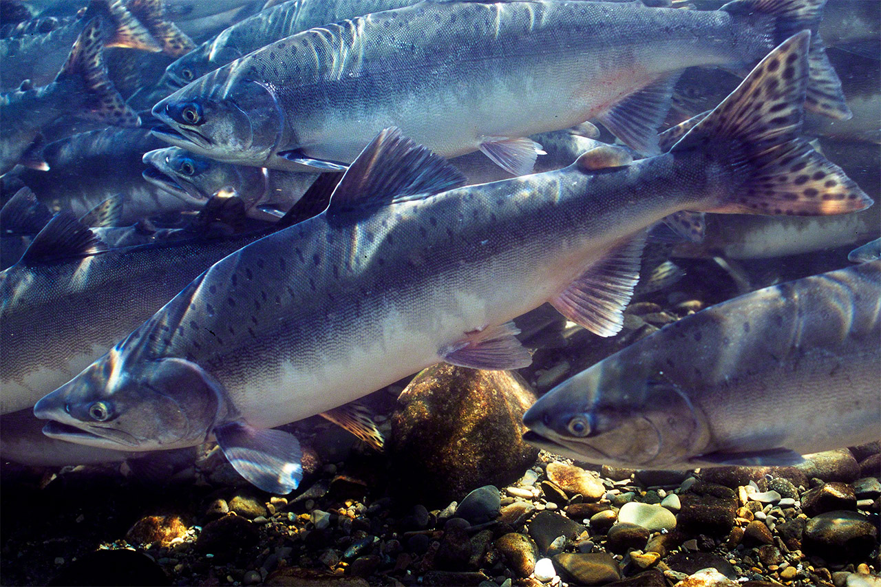 Les saumons viennent de la mer d’Okhotsk, nageant en amont afin de frayer dans les rivières de Shiretoko. (© Mizukoshi Takeshi)