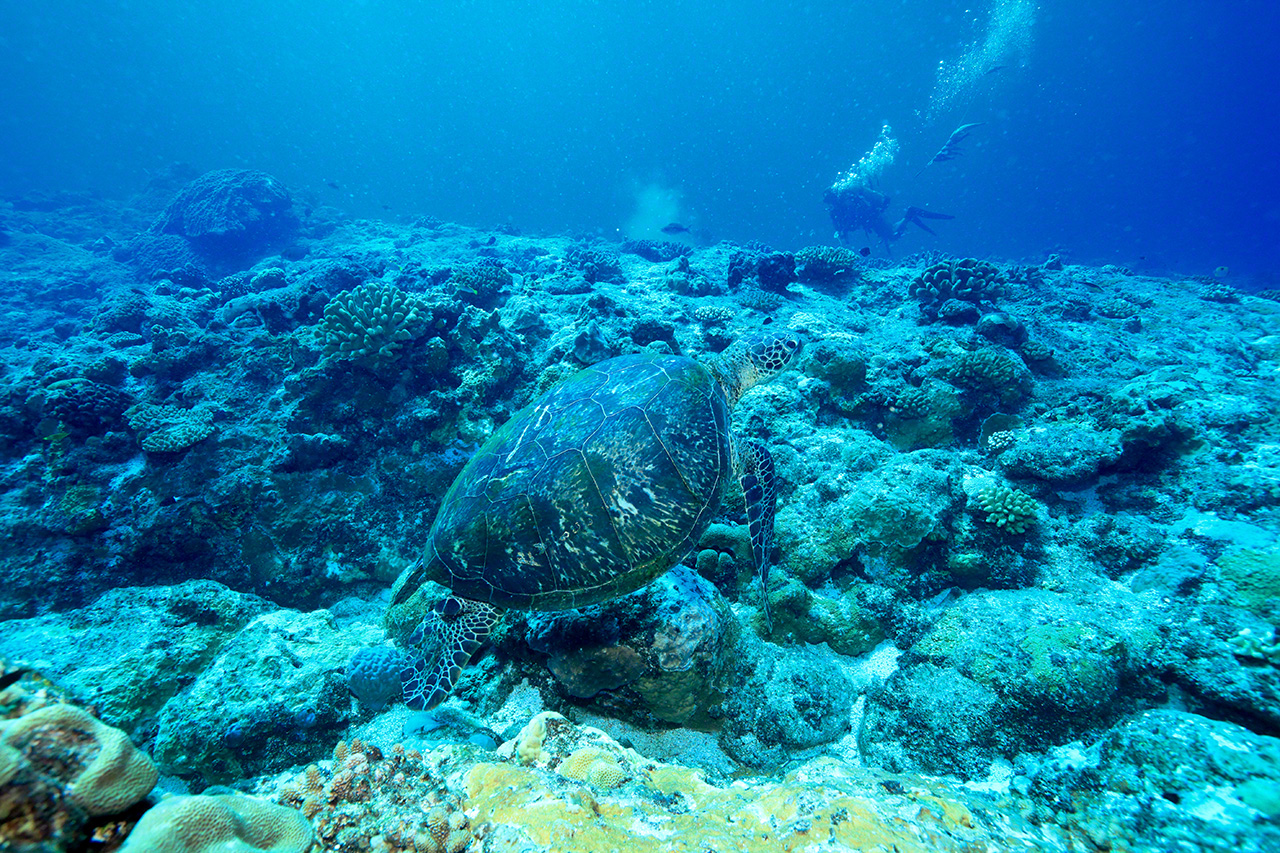 八重山諸島海域有很多綠海龜，海人捕魚時常常能見到