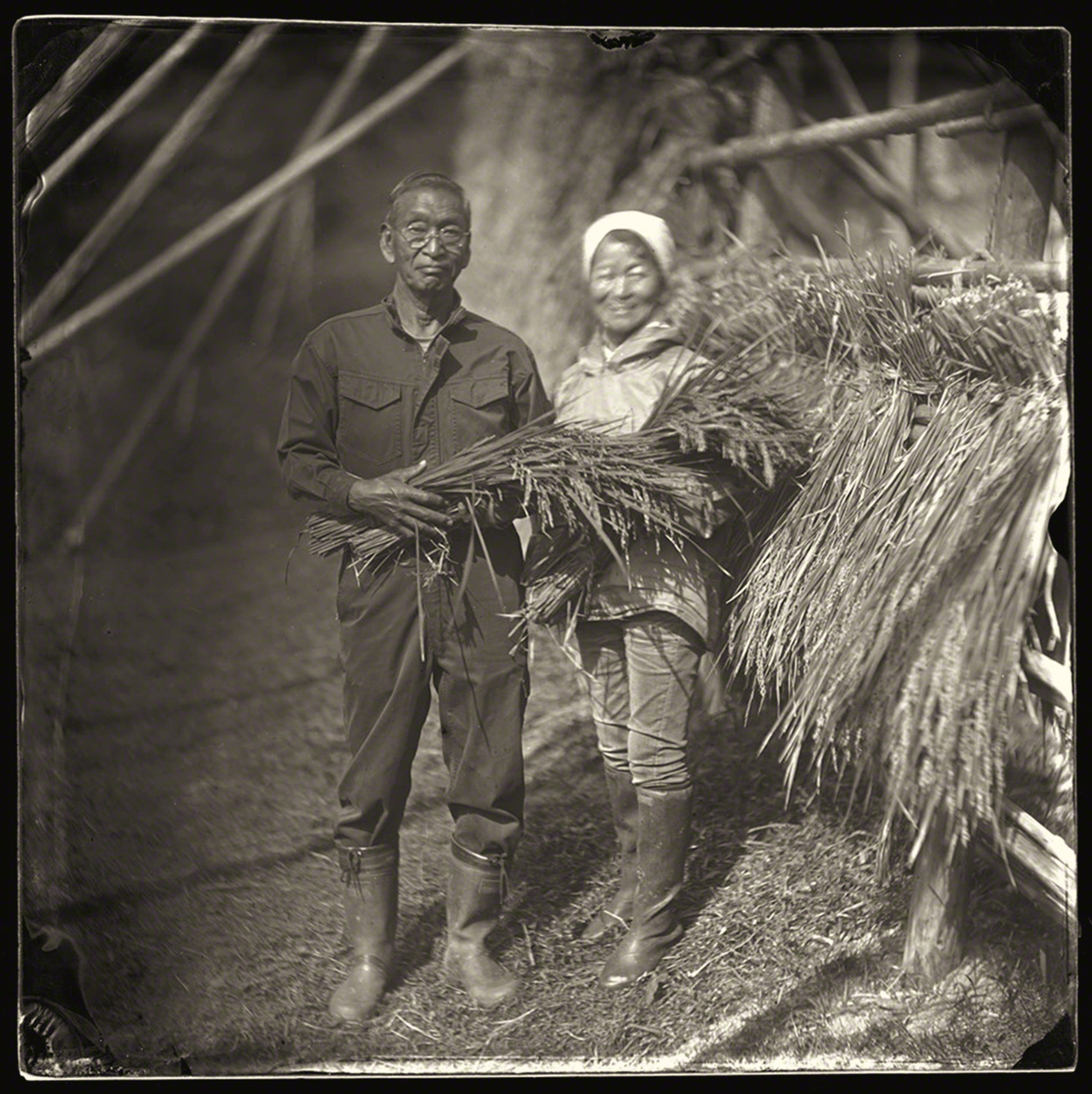生活在出雲的農民夫婦在收割祖祖輩輩傳下來的有機稻米