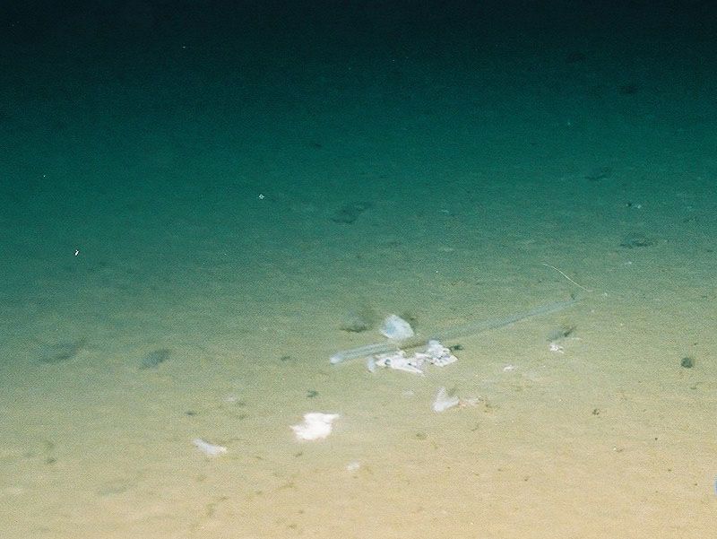 深海1万メートルにポリ袋 深刻化するプラスチックごみ汚染 Nippon Com