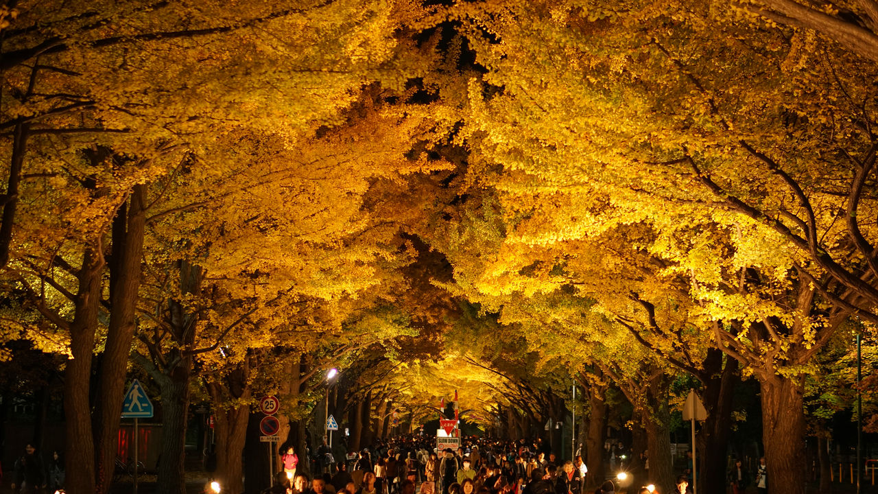札幌の秋を彩るイチョウ並木：北大金葉祭でライトアップ