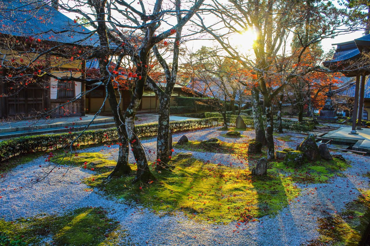 ds-2279272 日本の四季の風情を醸し出す花鳥画掛軸 □近藤 玄洋掛軸