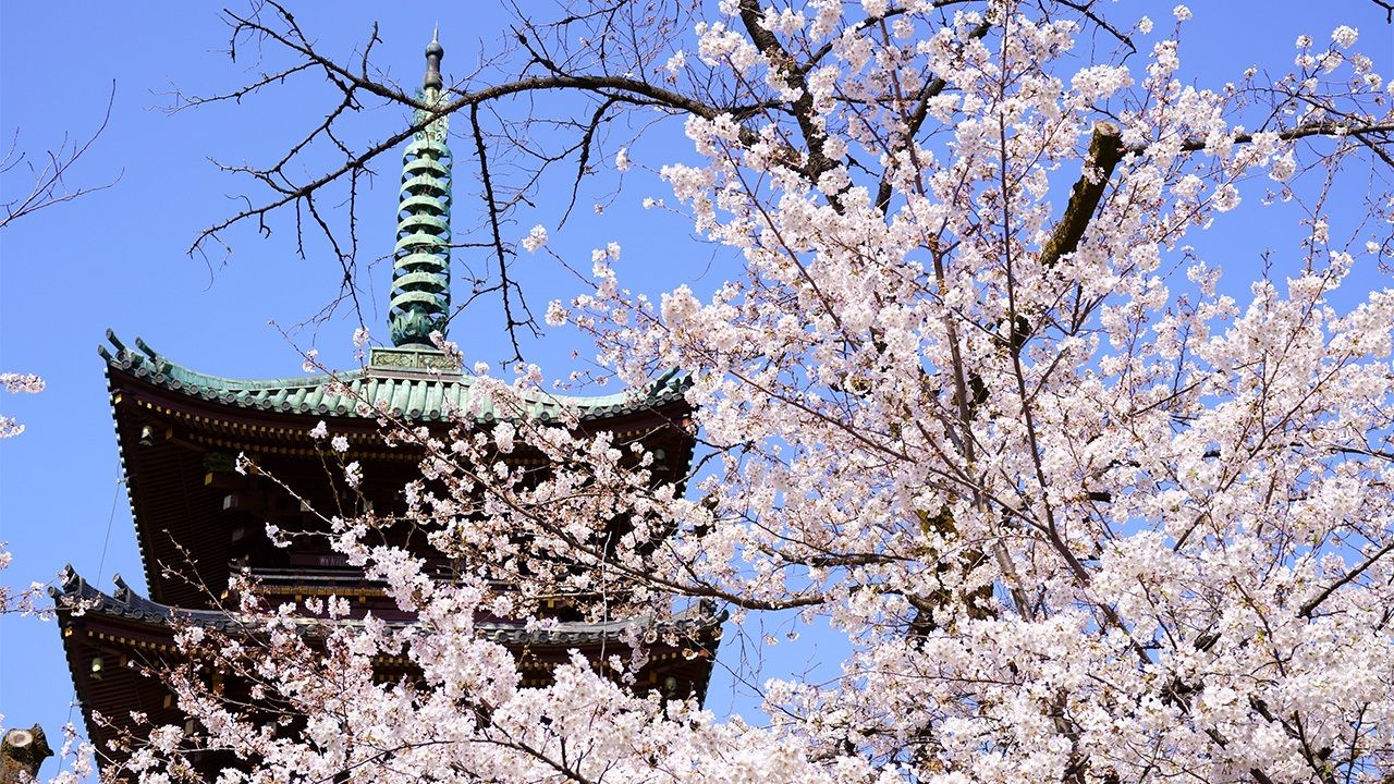 花のくもかねはうへのか浅くさか ― 芭蕉 | nippon.com