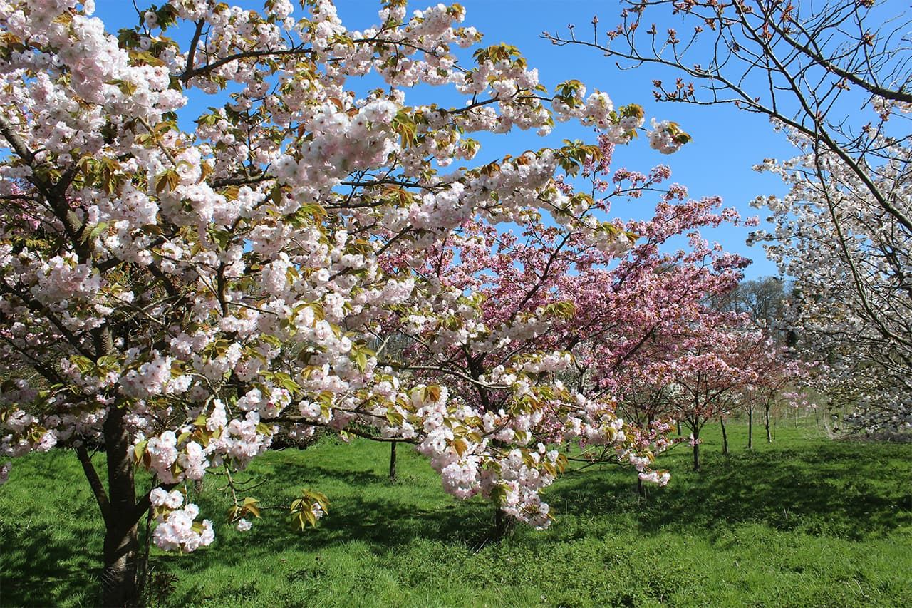 チェリー・イングラム：日本の桜を救ったイギリス人』の著者に聞く | nippon.com
