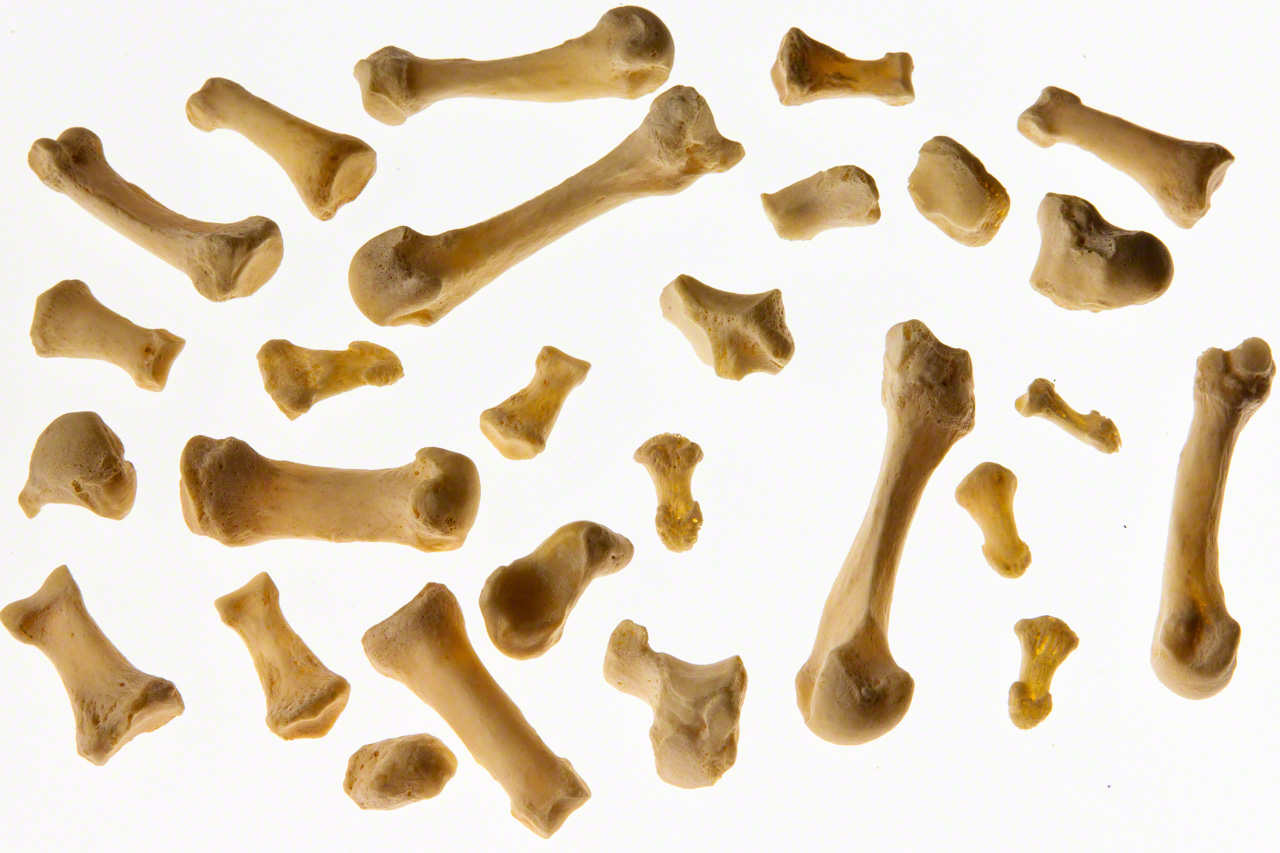 ヒトの骨は、年を重ねるとともに減少し、最終的に206個ぐらいに落ち着く。一見、どの骨も似ているようだが、一つとして同じ骨はない