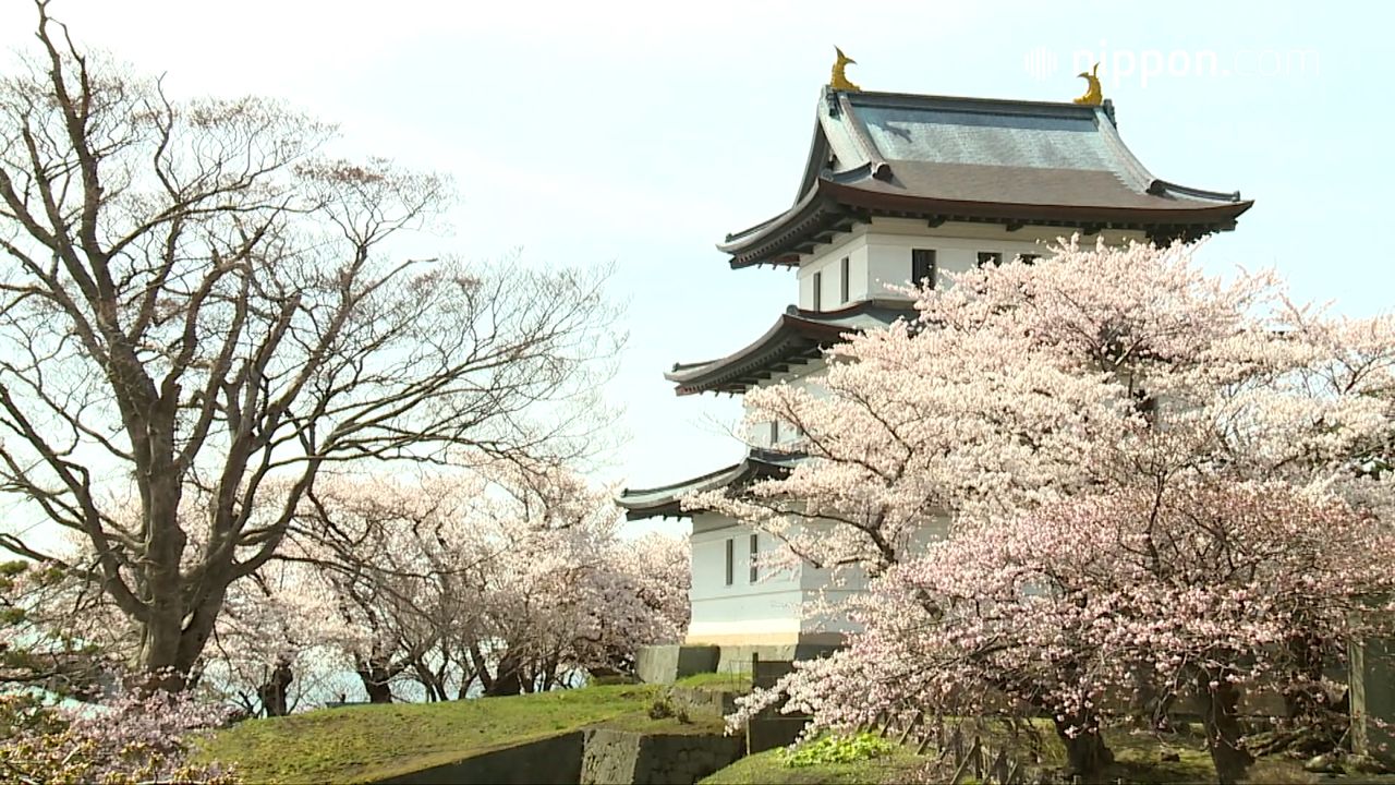 動画 生きた桜図鑑を鑑賞 松前公園の さくらまつり 北海道松前郡松前町 Nippon Com