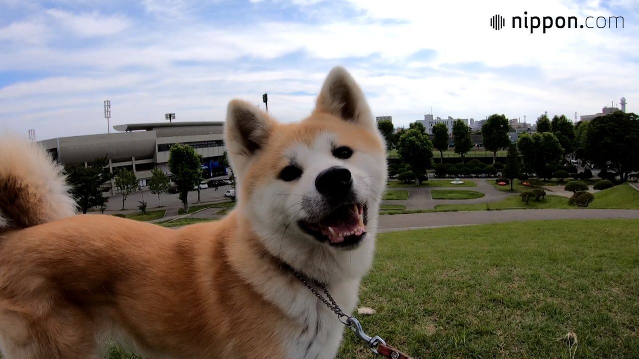 動画 笑顔で散歩する秋田犬の もも に癒やされる 秋田県 Nippon Com