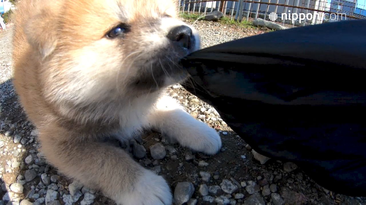 動画 赤ちゃん秋田犬の綱引き遊びの結末 秋田県大館市 Nippon Com