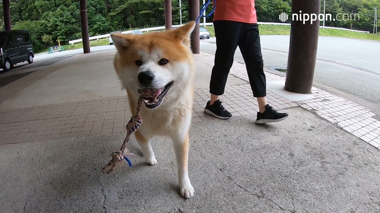 動画 田沢湖の人気者 秋田犬の 天空 そら 秋田県仙北市 Nippon Com