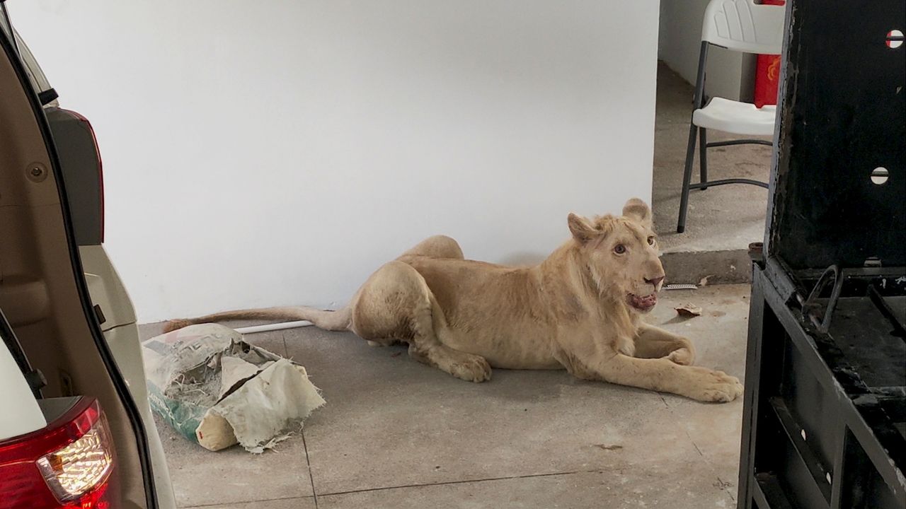 自宅でライオン飼育 カンボジア当局が保護 投稿動画で発覚 Nippon Com