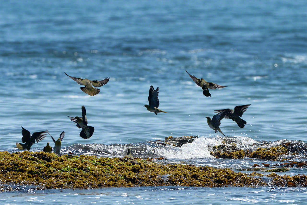 Японские зелёные голуби, пьющие морскую воду, мигрируют на Хоккайдо, чтобы выращивать птенцов в лесах на побережье Тихого океана (© Мидзукоси Такэси)