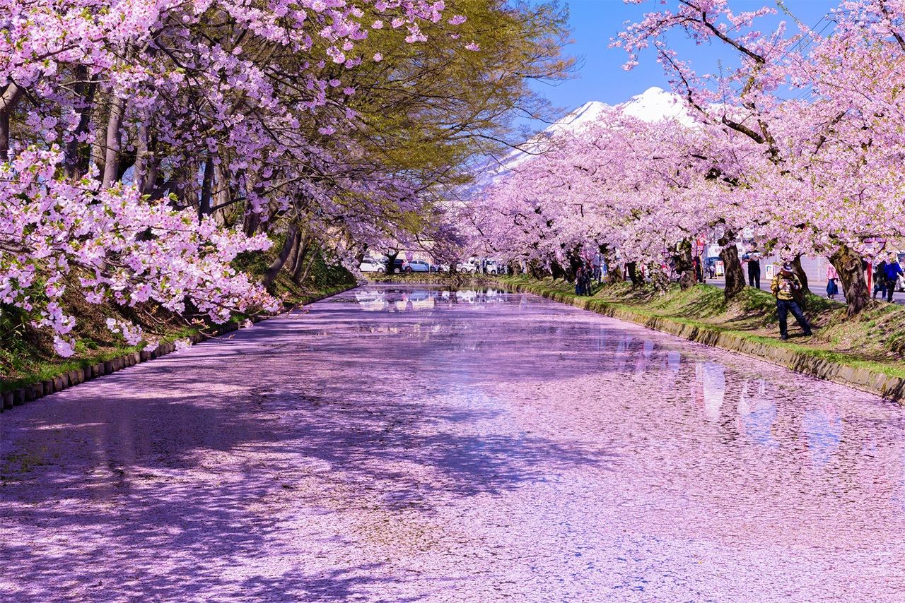 Сакура весной